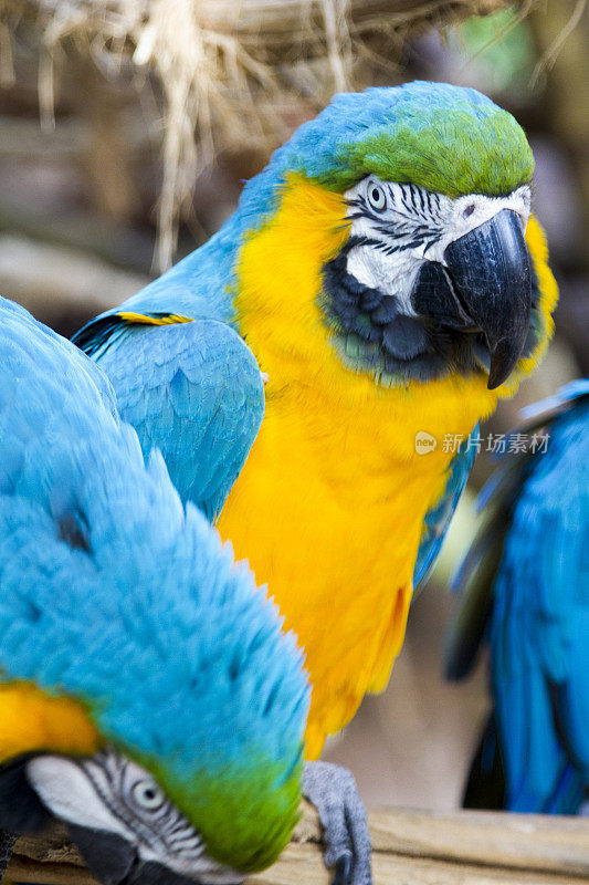 Foz do Iguaçu，热带鸟类